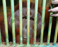 The Scorpion Foundation Welcomes the Decision of Governor Ahok not to Send Orangutans to North Korea (March 1, 2016)